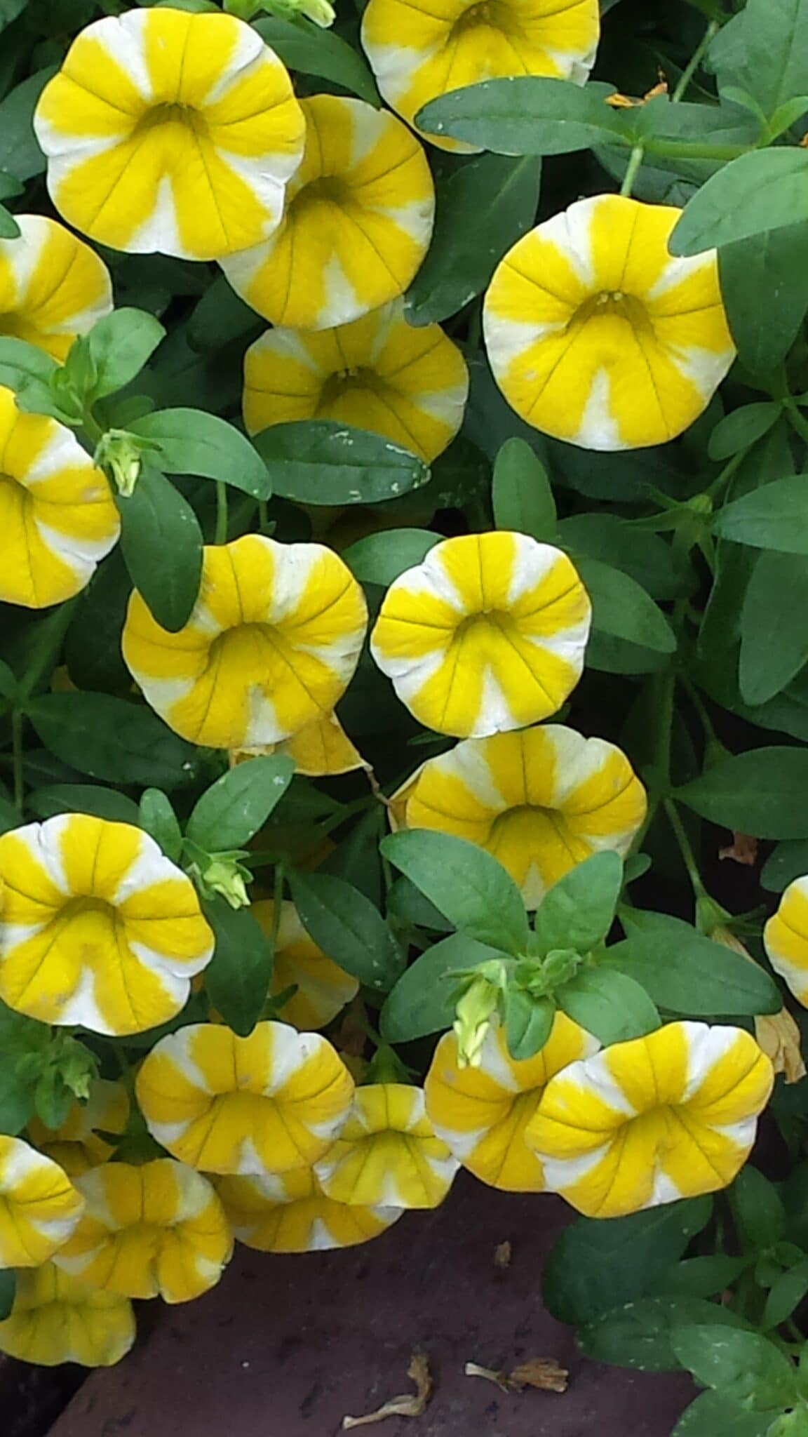 Yellow and white pansy