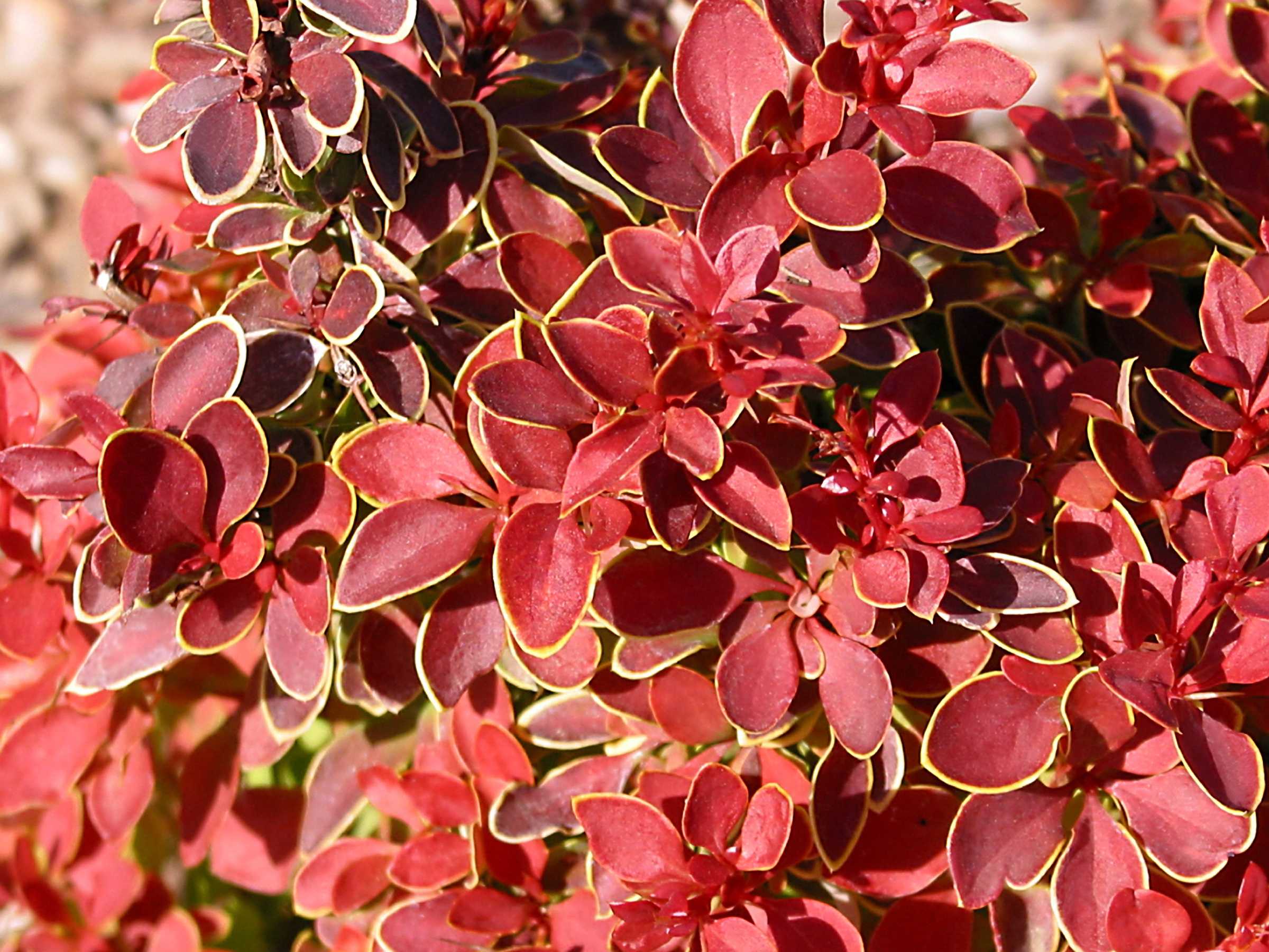 barberry, admiration