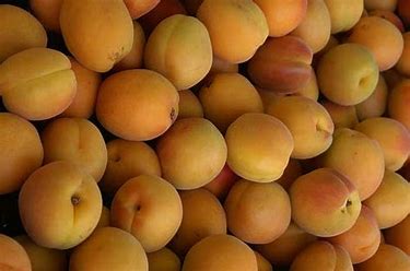 Apricot Westcot