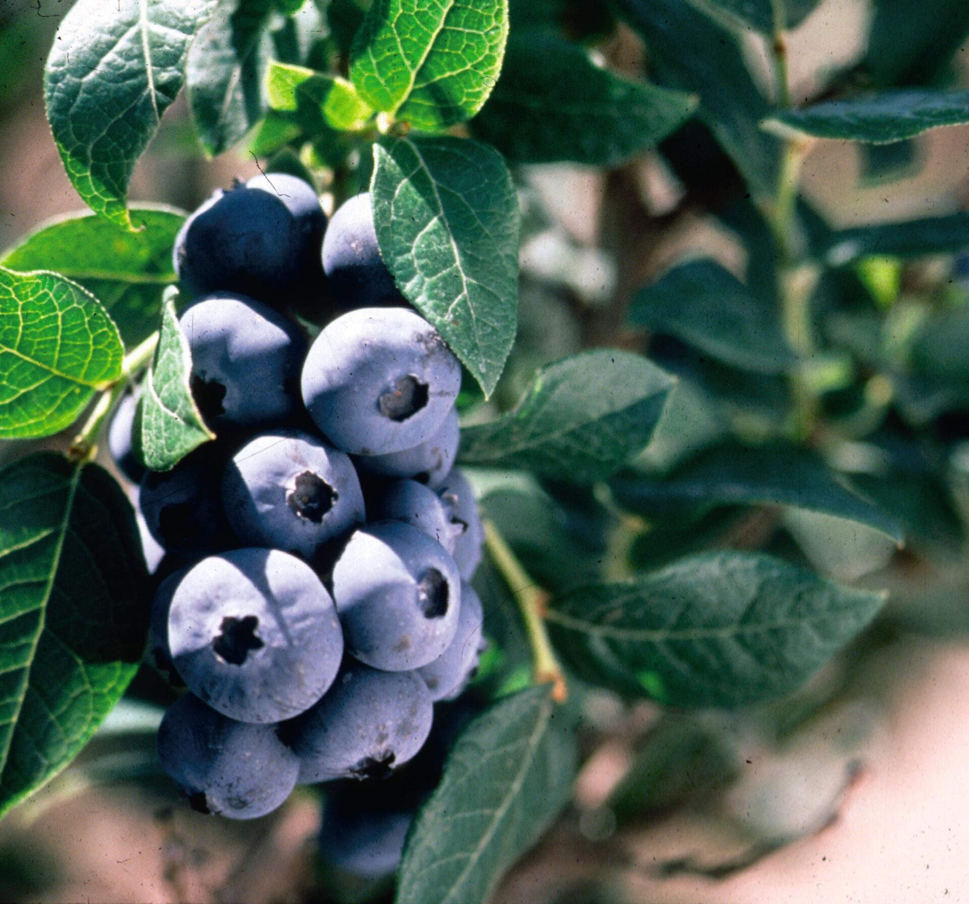 BLUEBERRY BLUEBERRY