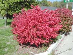 Burningbush Grove Compact Burningbush Grove Compact