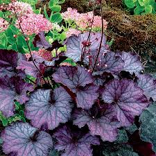 Coralbell Northern Exposure Silver Coralbell Northern Exposure Silver