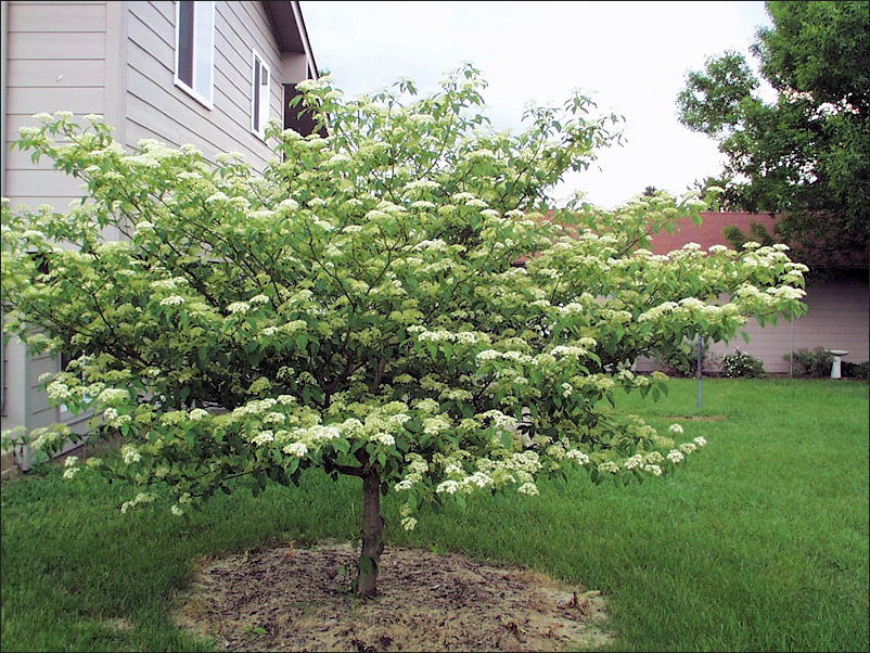 DOGWOOD_PAGODA2_form DOGWOOD_PAGODA2_form