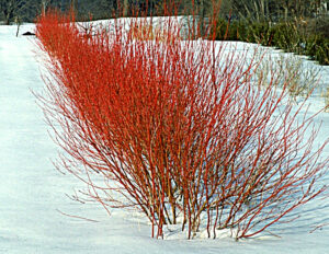 Cardinal Dogwood - Redwood Falls Nursery