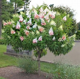 Hydrangea Pinky Winky Tree