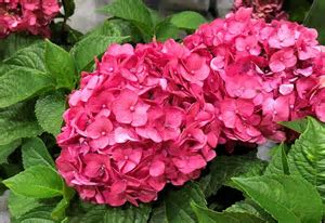 Hydrangea Summer Crush Hydrangea Summer Crush