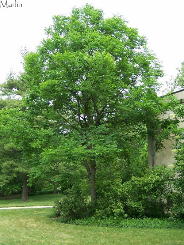 Kentucky_coffee_tree_1 © 2007 Red Planet Inc. All Rights Reserved
Credit: Bruce J. Marlin
Source: Own Work
Contact: redplanetinc@comcast.net
http://www.cirrusimage.com