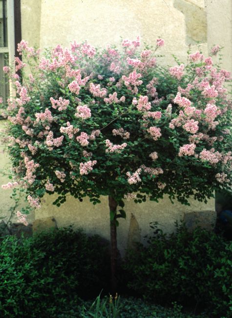 Lilac, Dwarf Korean tree Lilac, Dwarf Korean tree