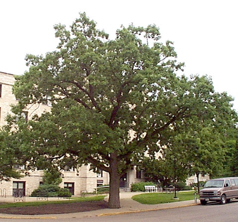 Oak, Burr 1