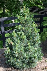 Pine Chalet Swiss Stone Pine Chalet Swiss Stone