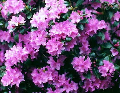 Rhododendron'PJM'