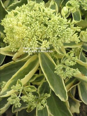 SEDUM, AUTUMN CHARM SEDUM, AUTUMN CHARM