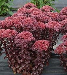 Sedum Dark Magic Sedum Dark Magic