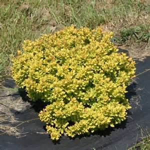 barberry, sunjoy citrus barberry, sunjoy citrus