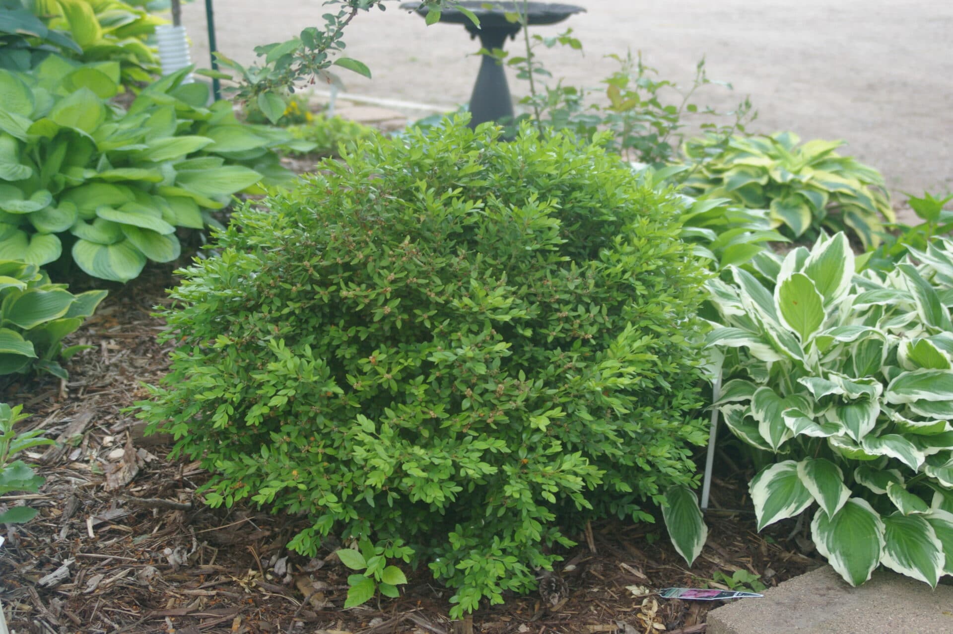 boxwood, green velvet boxwood, green velvet