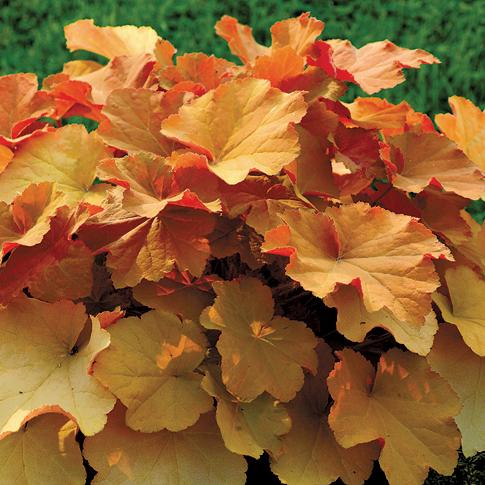coralbells, caramel coralbells, caramel