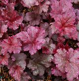 coralbells, midnight rose coralbells, midnight rose