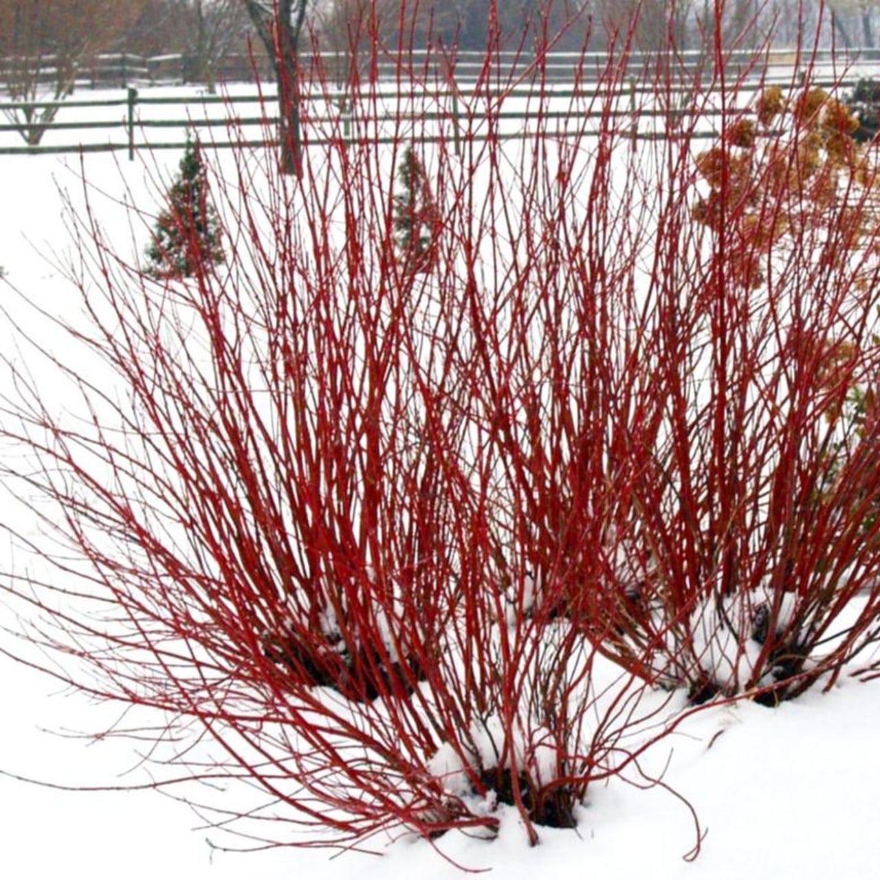 dogwood, arctic fire dogwood, arctic fire