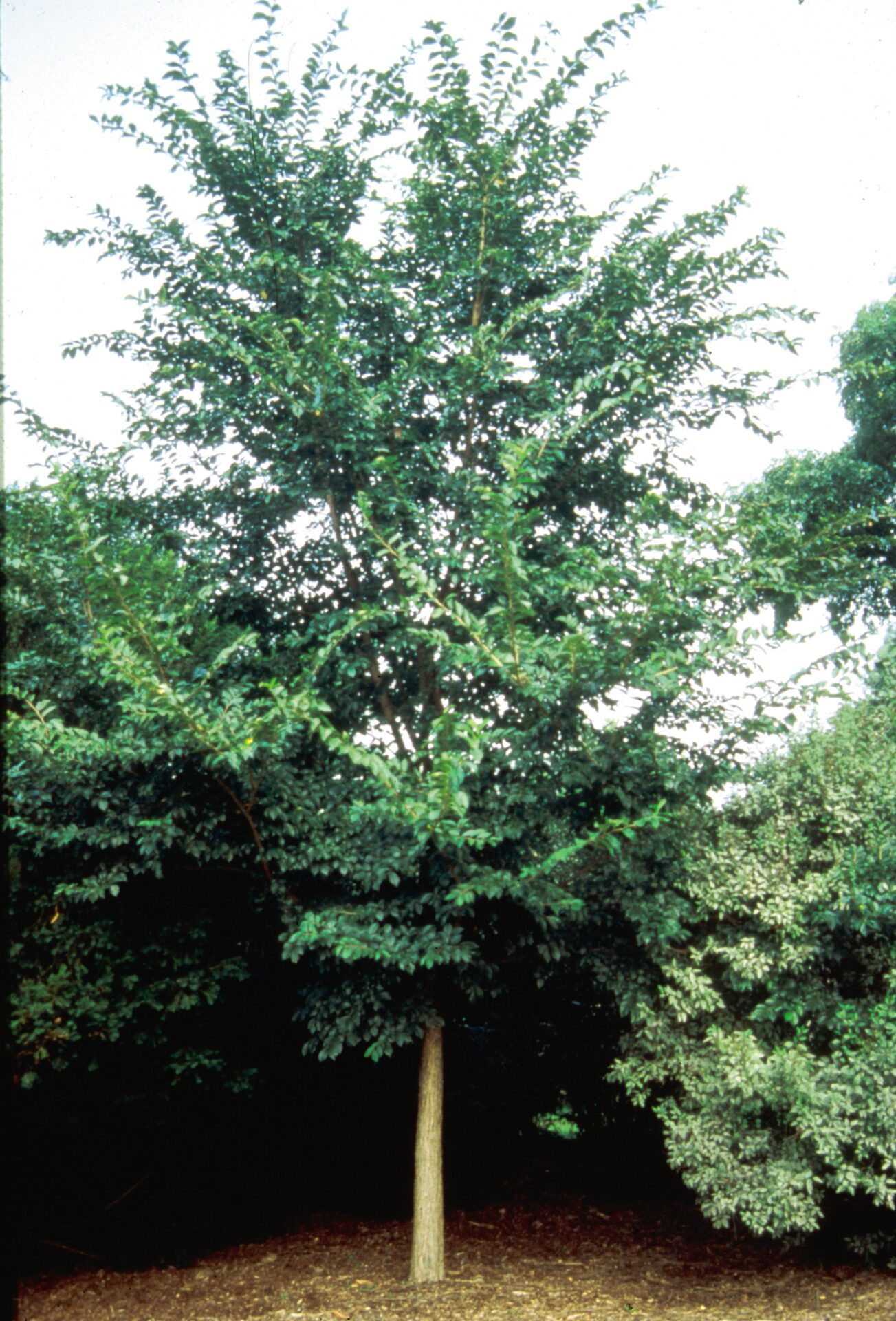 elm, triumph elm, triumph