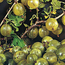 gooseberry_pixwell gooseberry_pixwell