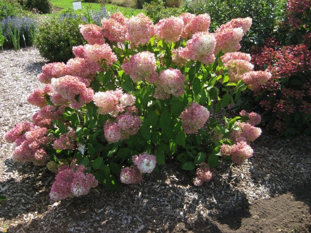 strawberry sundae hydrangea - Redwood Falls Nursery