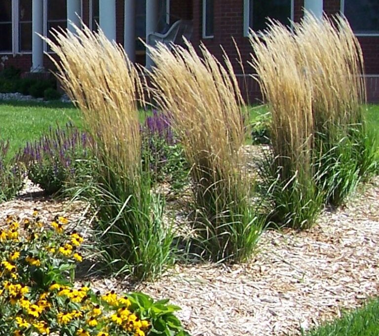 Karl foerster feather reed grass - Redwood Falls Nursery