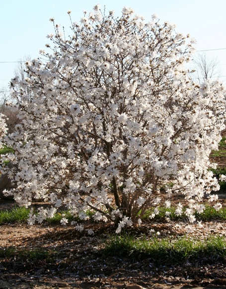 magnolia, stellata