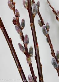 pussywillow