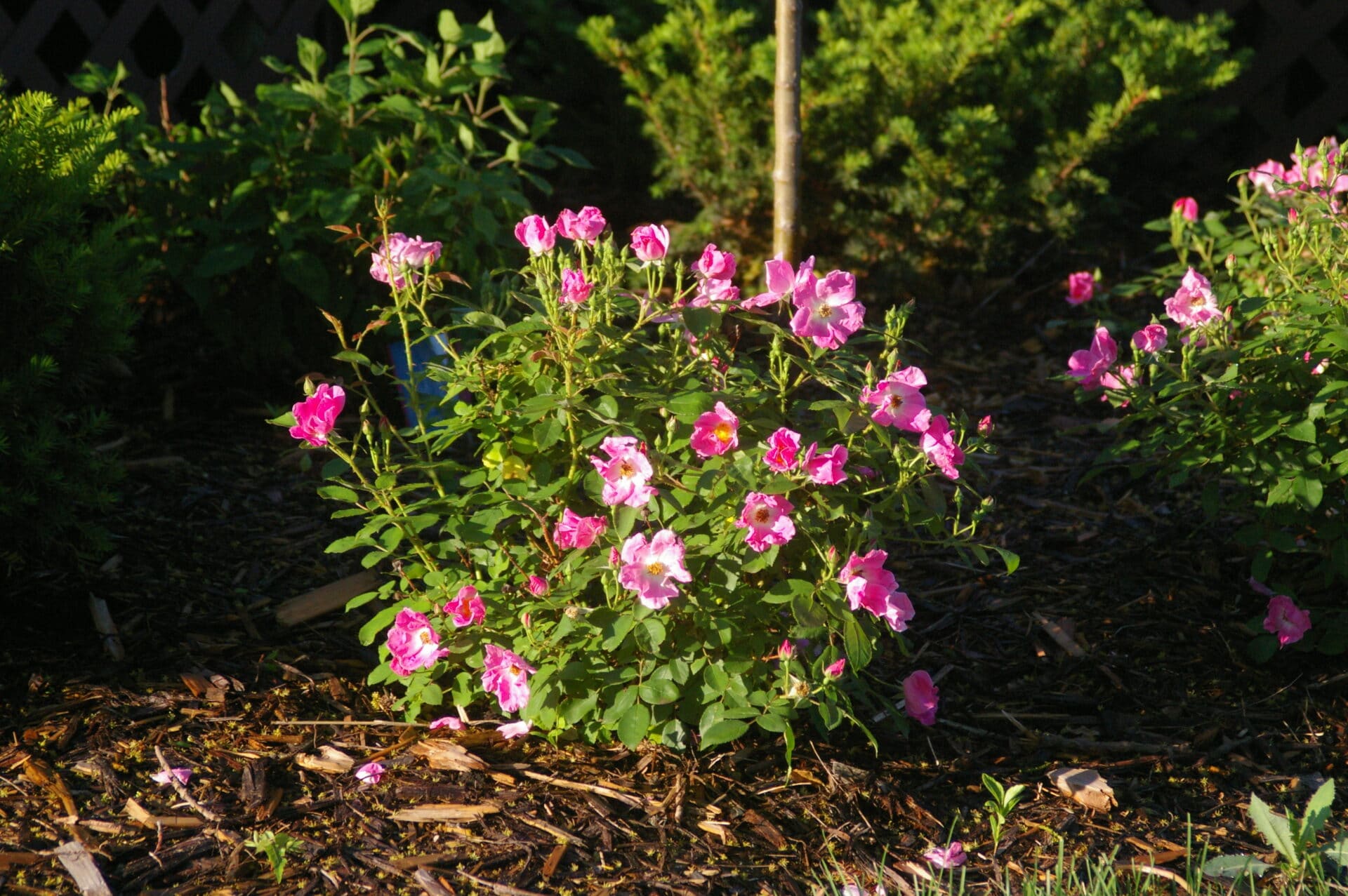 rose, nearly wild3 rose, nearly wild3