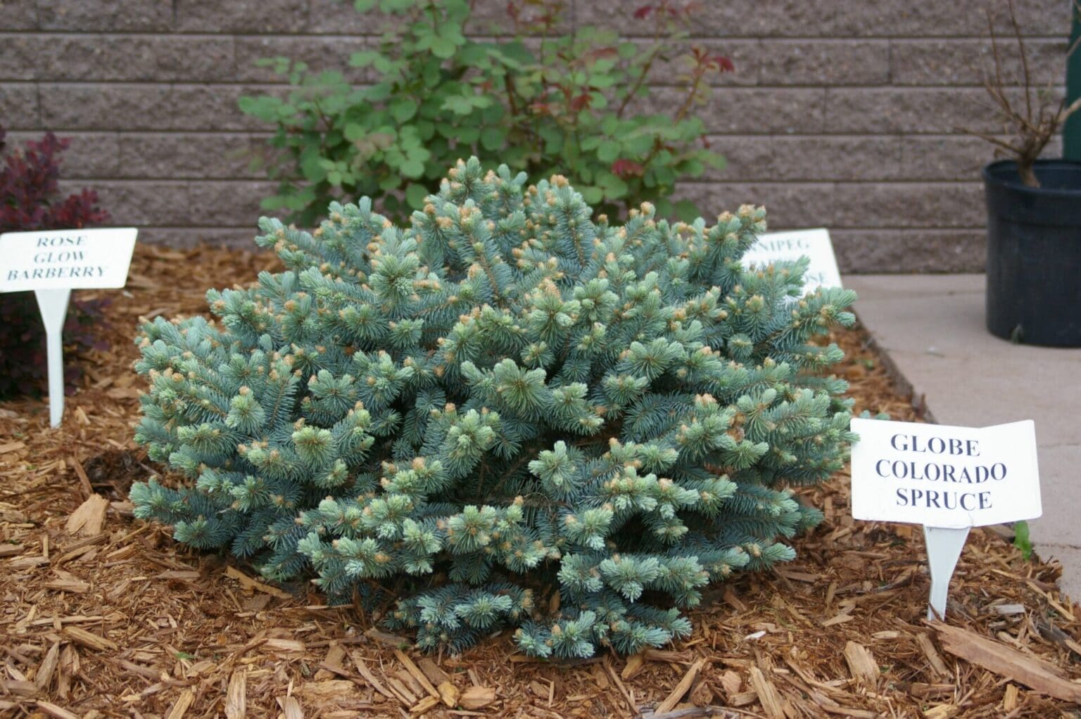 dwarf globe colorado spruce Redwood Falls Nursery