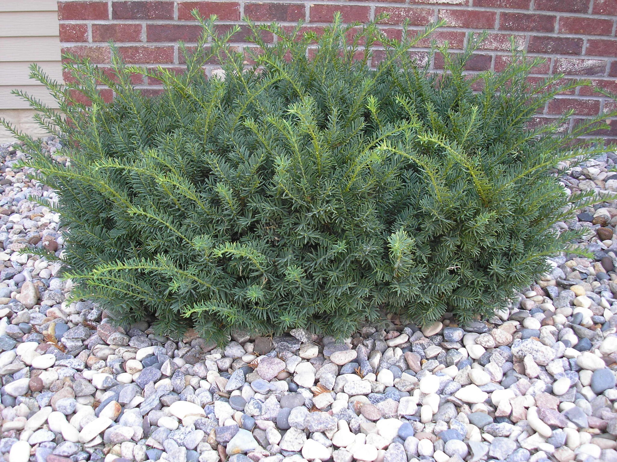 Taunton SPREADING yew Redwood Falls Nursery