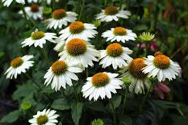 Coneflower Pow Wow White Coneflower Pow Wow White