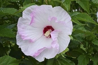Hibiscus Ballet Slippers Hibiscus Ballet Slippers