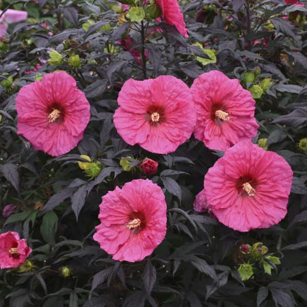 Hibiscus Evening Rose Hibiscus Evening Rose