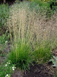Tufted Hair Grass Tufted Hair Grass