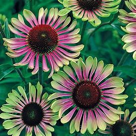 Coneflower Green Twister Coneflower Green Twister