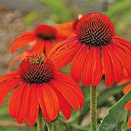 Coneflower Julia Coneflower Julia