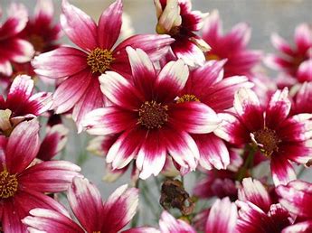 Coreopsis Satin & Lace Coreopsis Satin & Lace