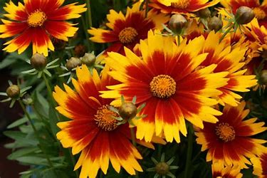 Coreopsis Uptick Yellow and Red