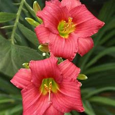 Daylilly Little Business Daylilly Little Business