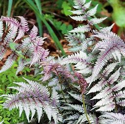 Fern Regal Red Japanese Painted Fern Regal Red Japanese Painted