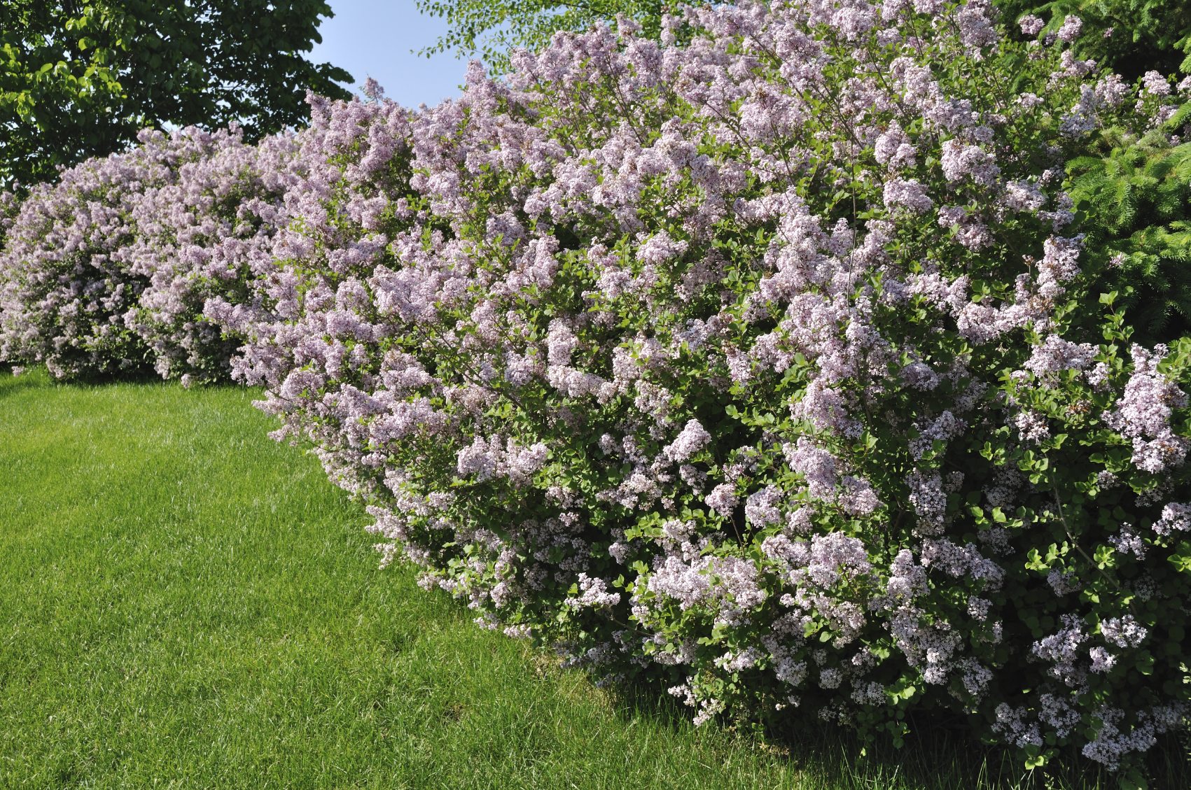 Lilac Common Row