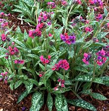 Lungwort Raspberry splash Lungwort Raspberry splash
