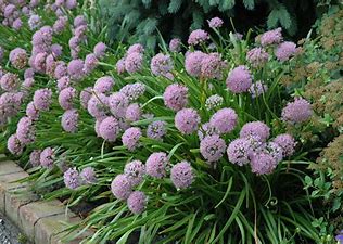 Ornamental Onion Summer Beauty Ornamental Onion Summer Beauty