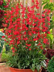 Penstemon Red Riding Hood Penstemon Red Riding Hood