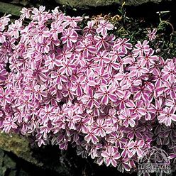 Phlox candy stripe Phlox candy stripe