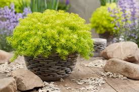 Sedum Angelina's Tea Cup Sedum Angelina's Tea Cup