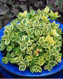 Sedum Lime Twister Sedum Lime Twister