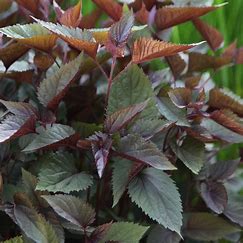 Snakeroot Chocolate Snakeroot Chocolate