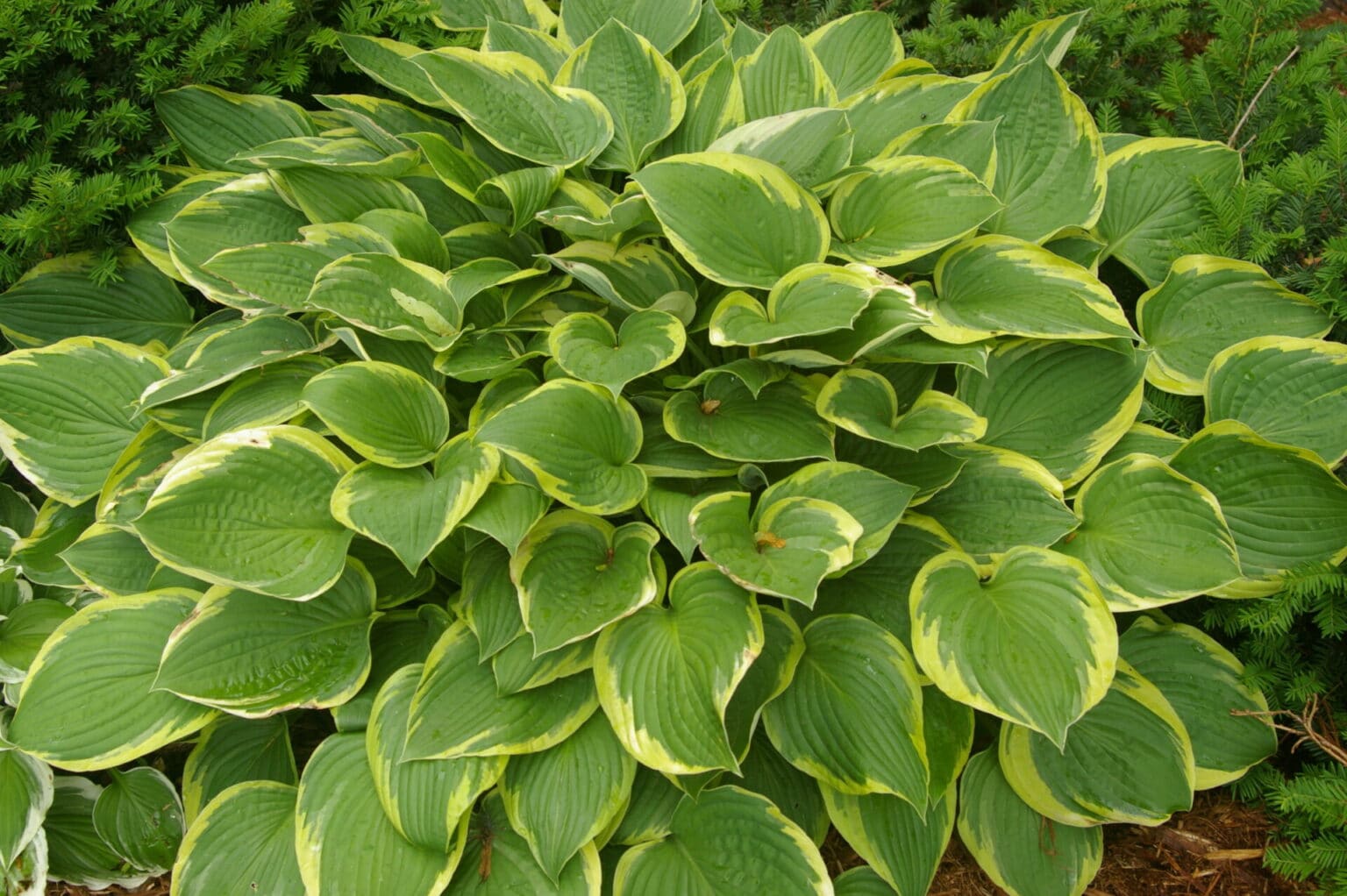 Aureomarginata hosta - Redwood Falls Nursery